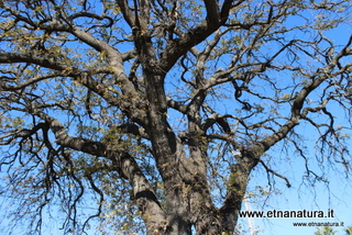 Quercia Marchesana